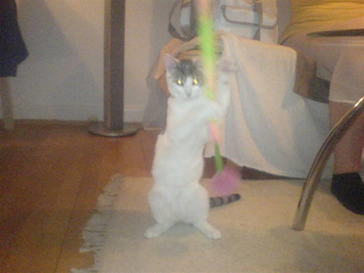 Blanding af racer Basse <3   SOLGT!!!!!! billede 10