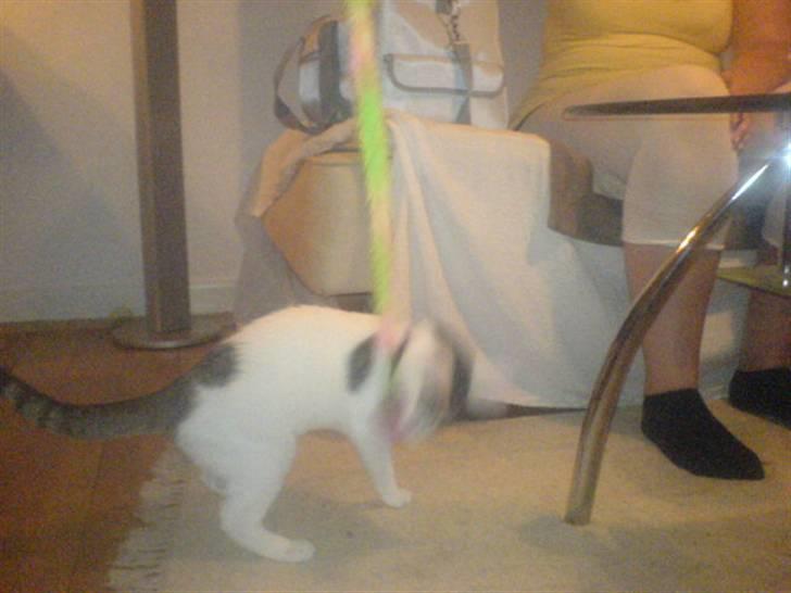 Blanding af racer Basse <3   SOLGT!!!!!! billede 11