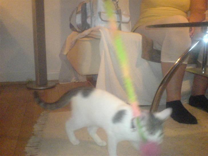 Blanding af racer Basse <3   SOLGT!!!!!! billede 12