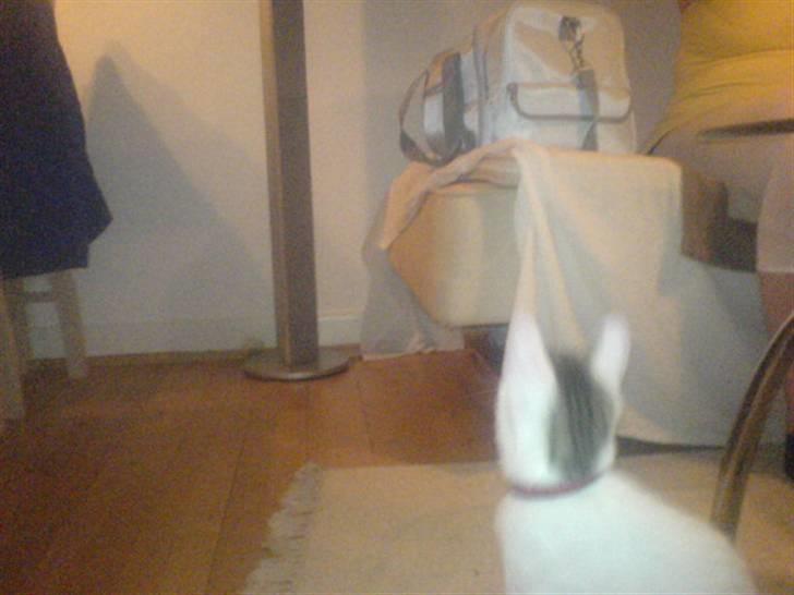 Blanding af racer Basse <3   SOLGT!!!!!! billede 13