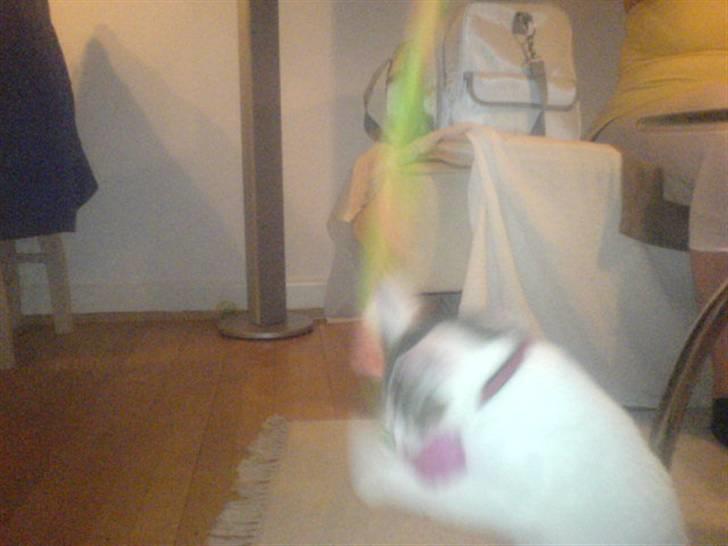 Blanding af racer Basse <3   SOLGT!!!!!! billede 14