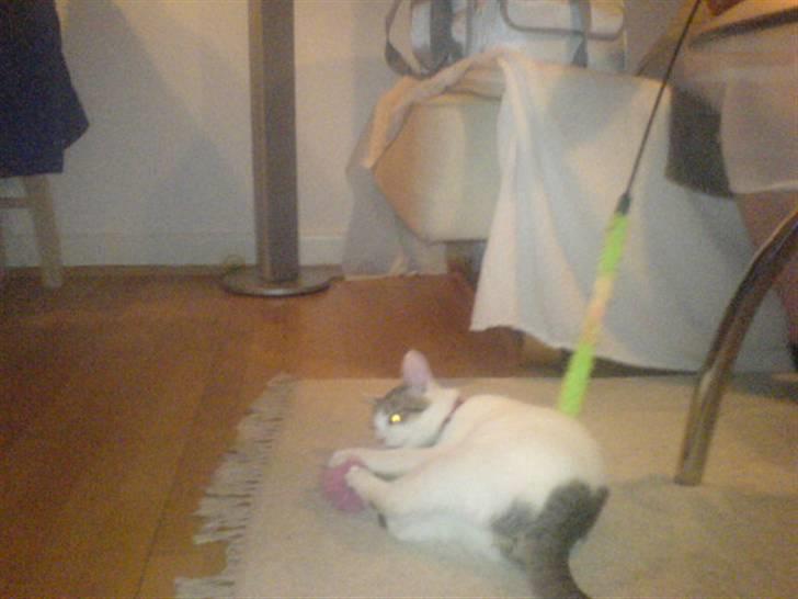 Blanding af racer Basse <3   SOLGT!!!!!! billede 15