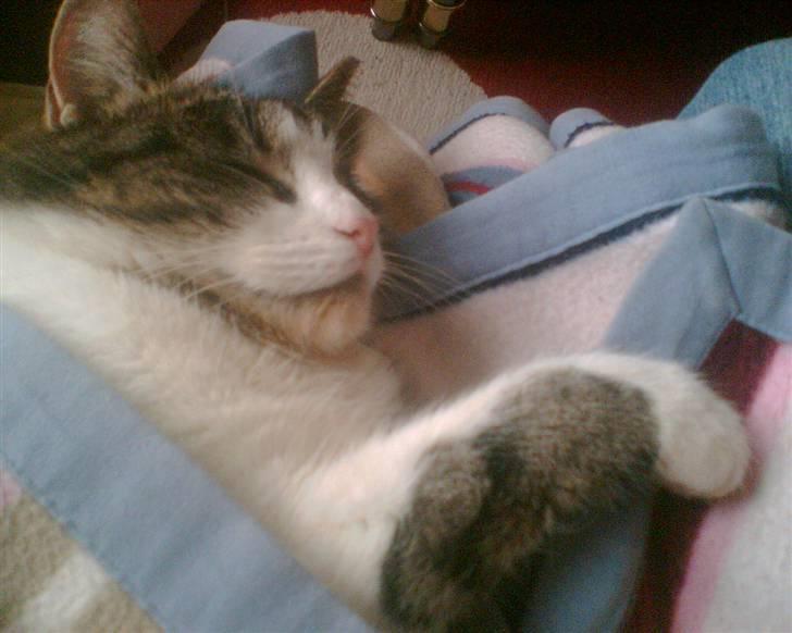 Huskat Molly - Kan man lige holde sig selv ud?!... billede 1