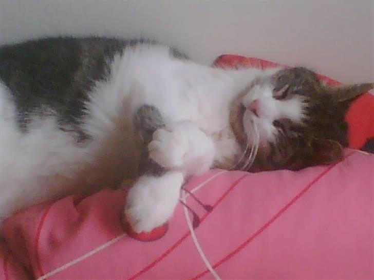 Huskat Molly - Ryglæn kan bruges til meget... billede 2