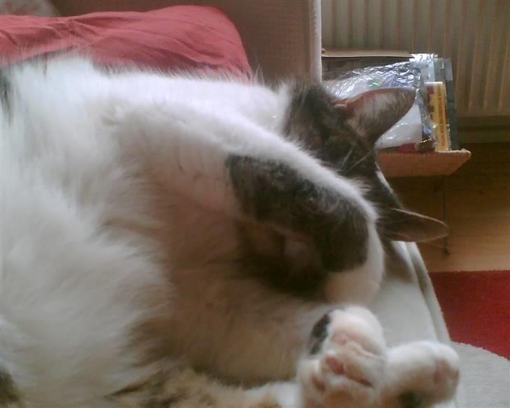 Huskat Molly - Hvis jeg ikk kan se dig, kan du heller ikk se mig... billede 3