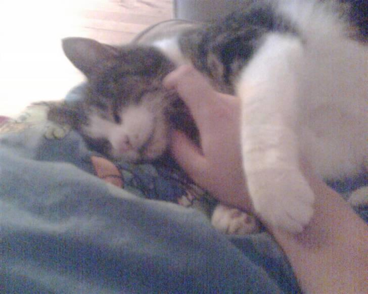 Huskat Molly - Jep - og så lige bag øret... billede 4