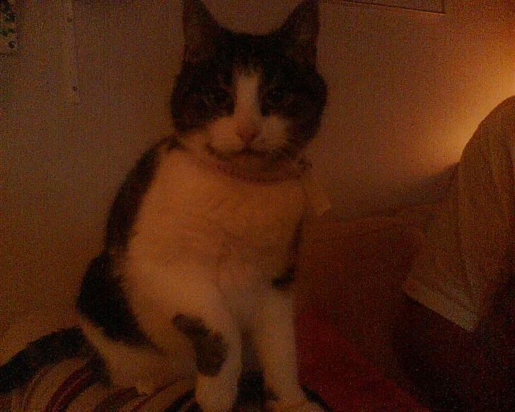 Huskat Molly - Darvs dér... billede 5