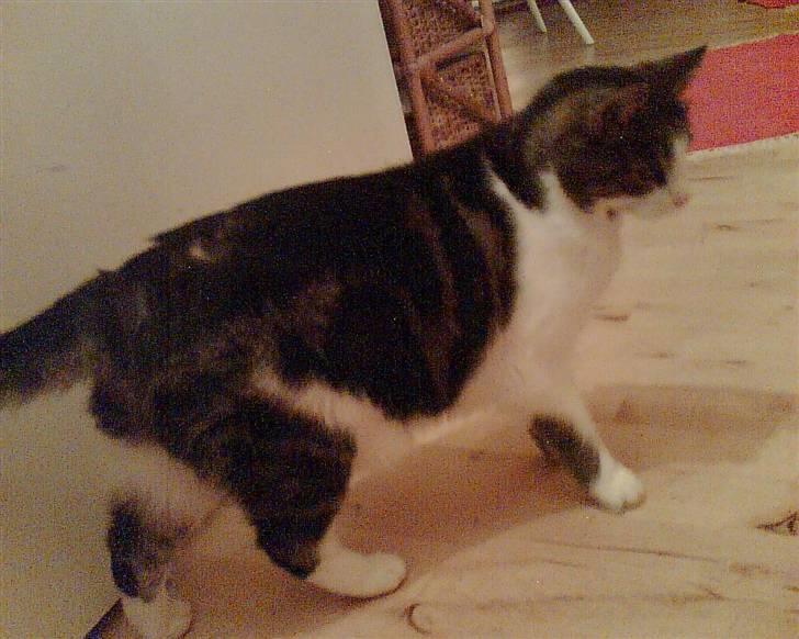 Huskat Molly - Så skal der ske noget. Gad vide om jeg selv skal starte det her ovre?! billede 6