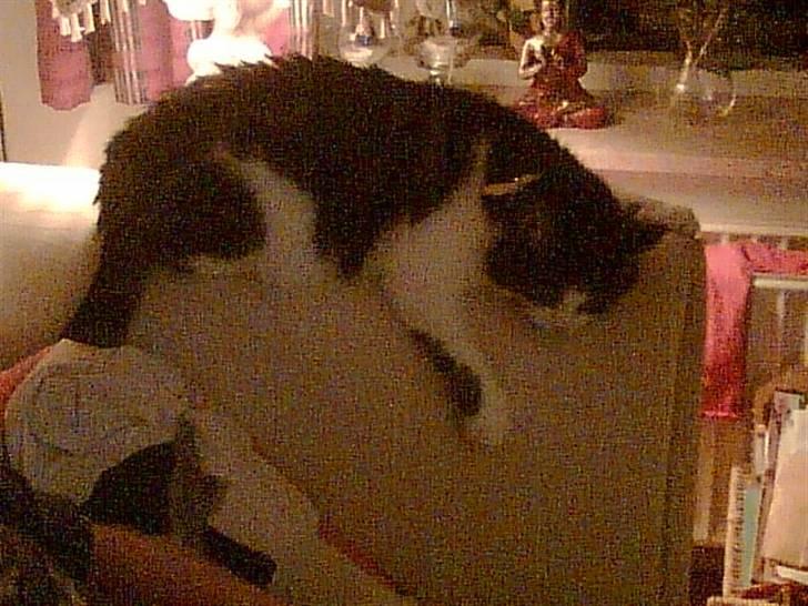 Huskat Molly - ...og det kan armlæn også... billede 8