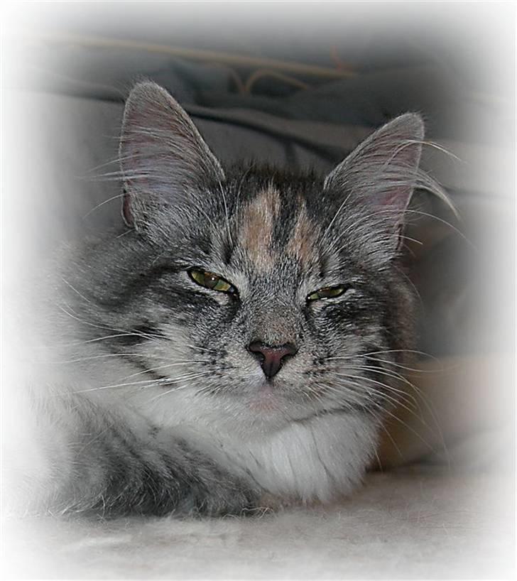 Norsk Skovkat Caliza La tiarra billede 1