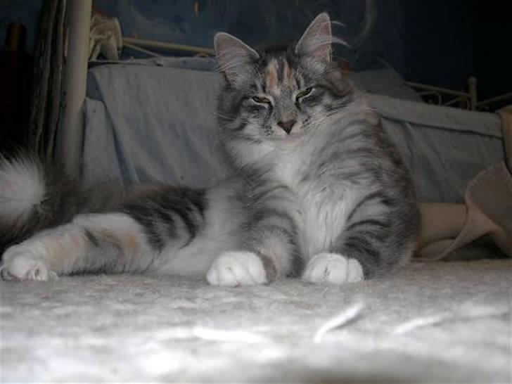 Norsk Skovkat Caliza La tiarra billede 2