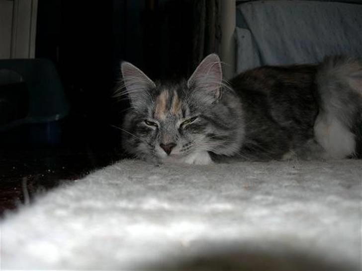 Norsk Skovkat Caliza La tiarra billede 3