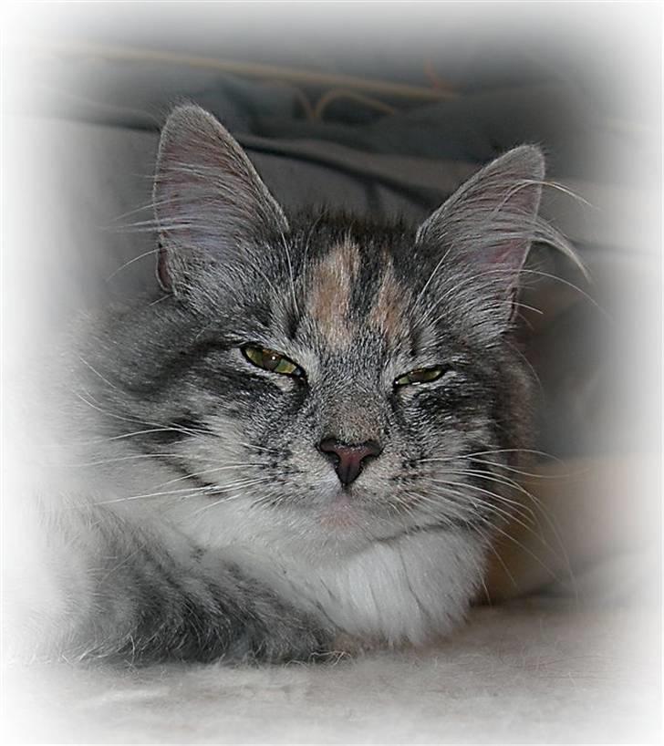 Norsk Skovkat Caliza La tiarra billede 4