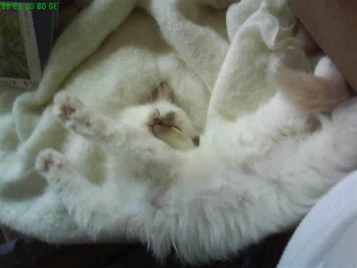 Hellig Birma Con Meo's Leeyla - Ih hvor jeg ligge godt her! billede 7