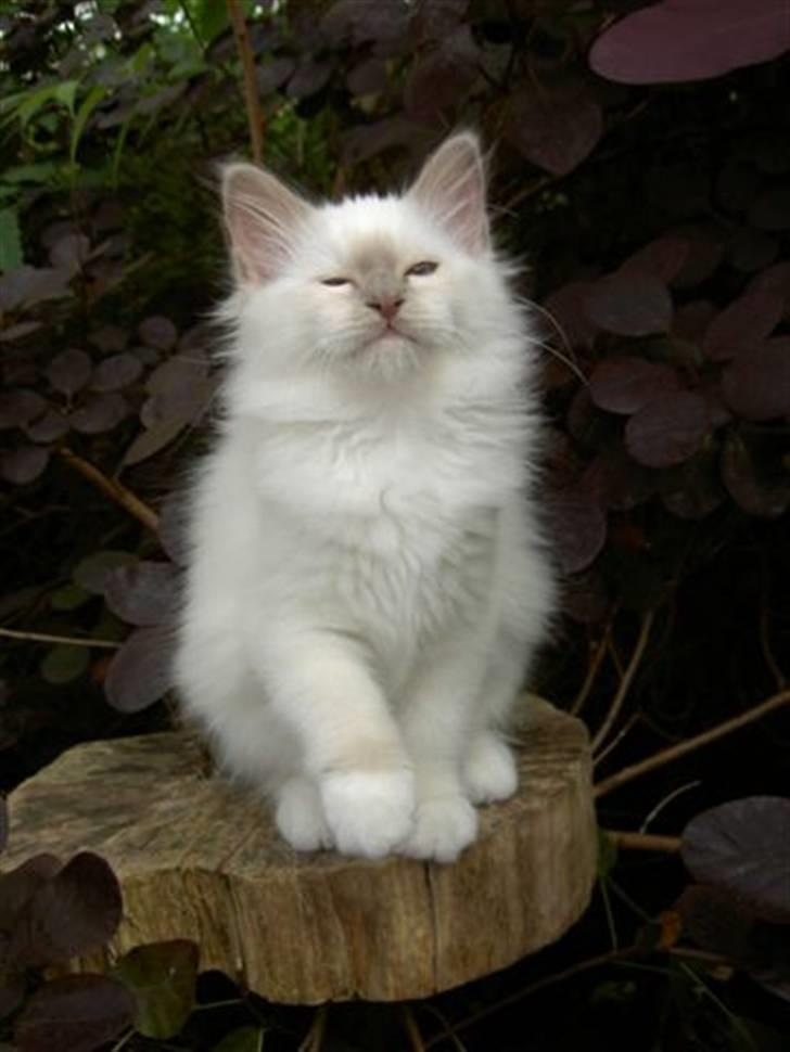 Hellig Birma Con Meo's Leeyla billede 8