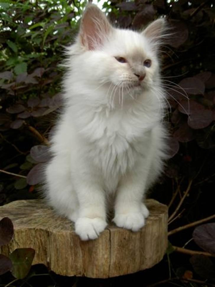 Hellig Birma Con Meo's Leeyla billede 9