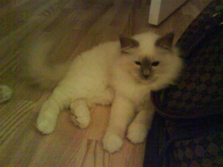 Hellig Birma Con Meo's Leeyla - *NYT* 6 måneder billede 10