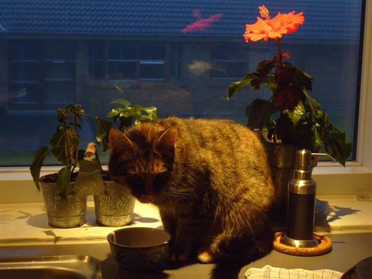 Blanding af racer isis billede 7