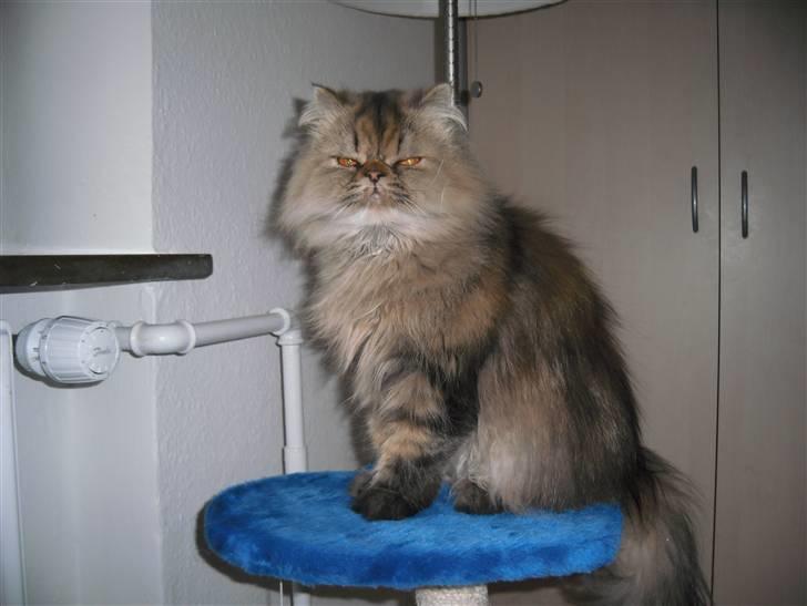 Perser Medea *Chatil de Rex's* - NYT - februar 2010 billede 2