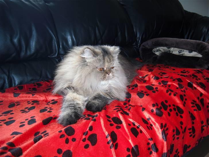 Perser Medea *Chatil de Rex's* billede 5