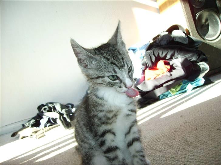 Huskat Psycho billede 1