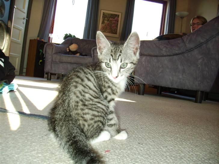 Huskat Psycho billede 2