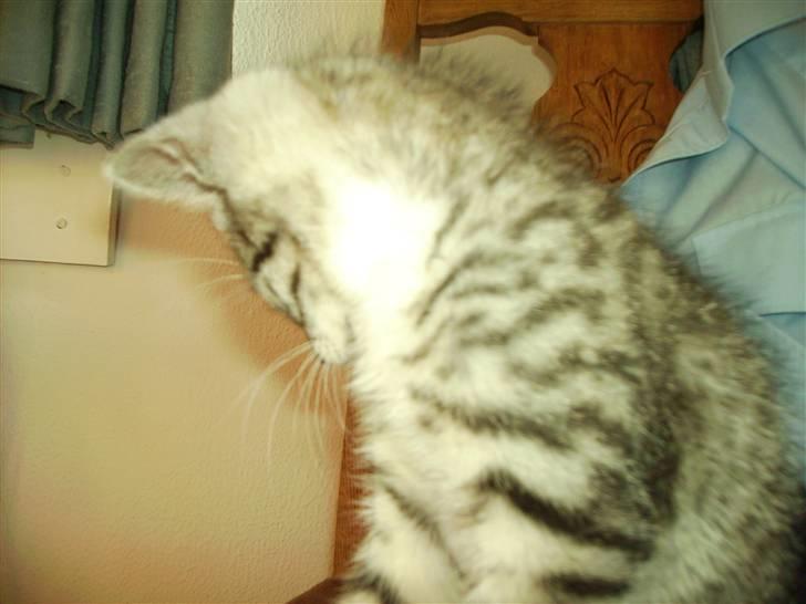 Huskat Psycho billede 3