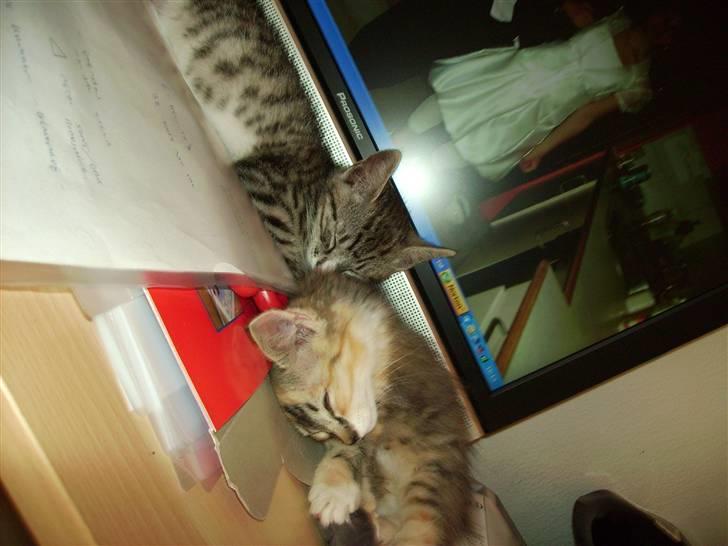 Huskat Psycho - Sover med søster billede 5