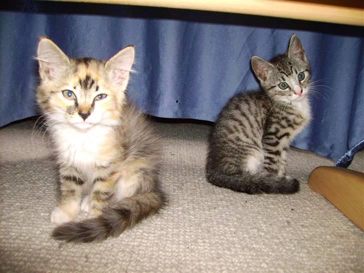 Huskat Psycho billede 6