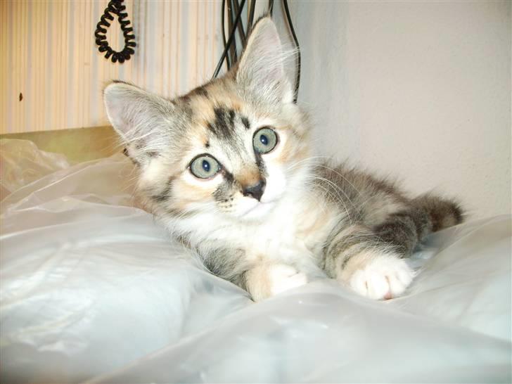 Huskat Fluffy billede 1