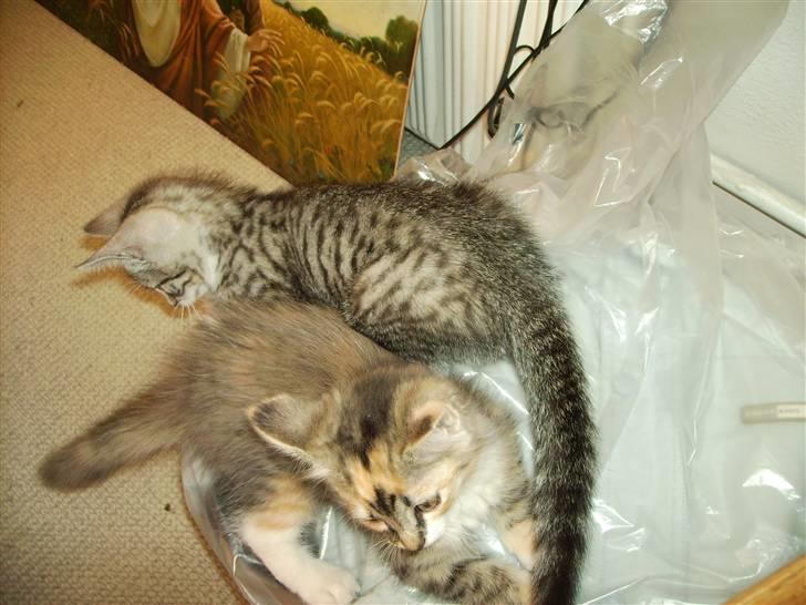 Huskat Fluffy billede 2