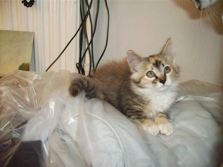 Huskat Fluffy billede 3