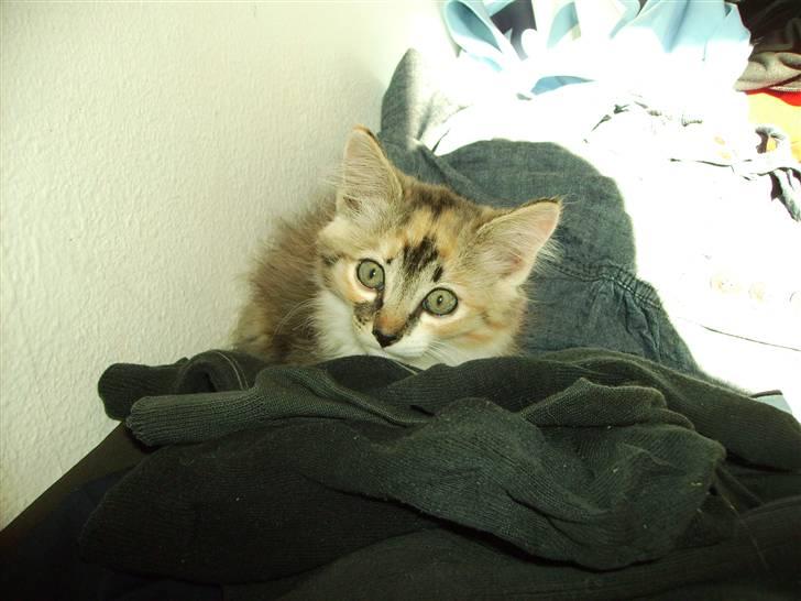 Huskat Fluffy billede 4