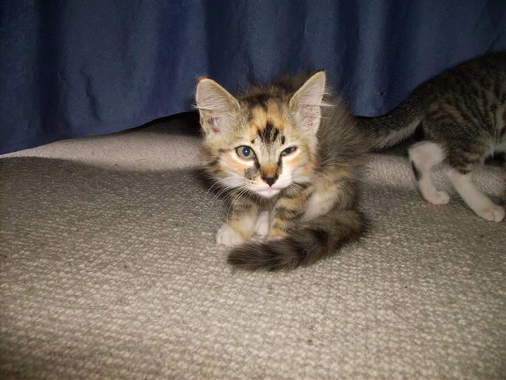 Huskat Fluffy billede 5