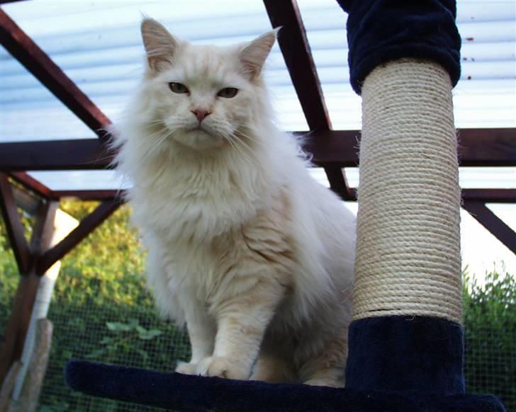 Maine Coon Anton - Den store overblik billede 15