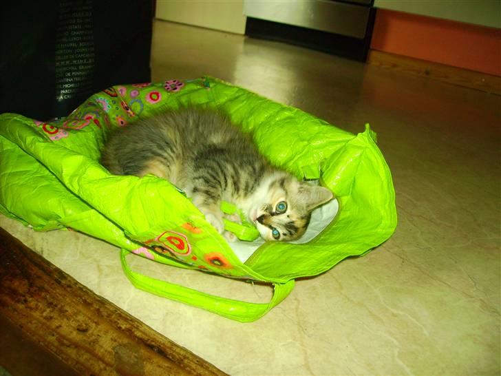 Huskat Fluffy billede 7