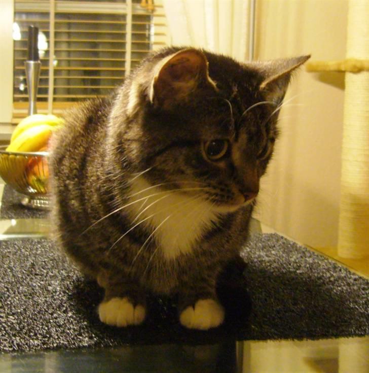 Huskat Bette (R.I.P.) billede 1