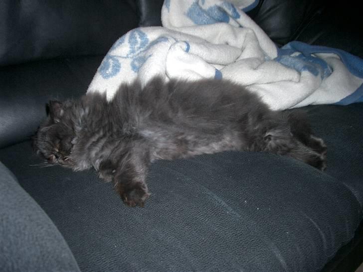 Perser DK Sodono's Felix billede 10