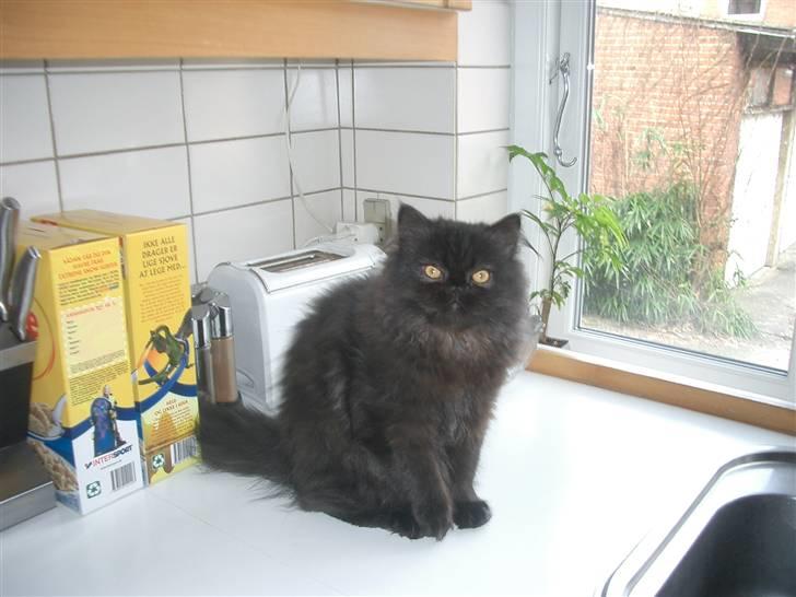 Perser DK Sodono's Felix billede 11