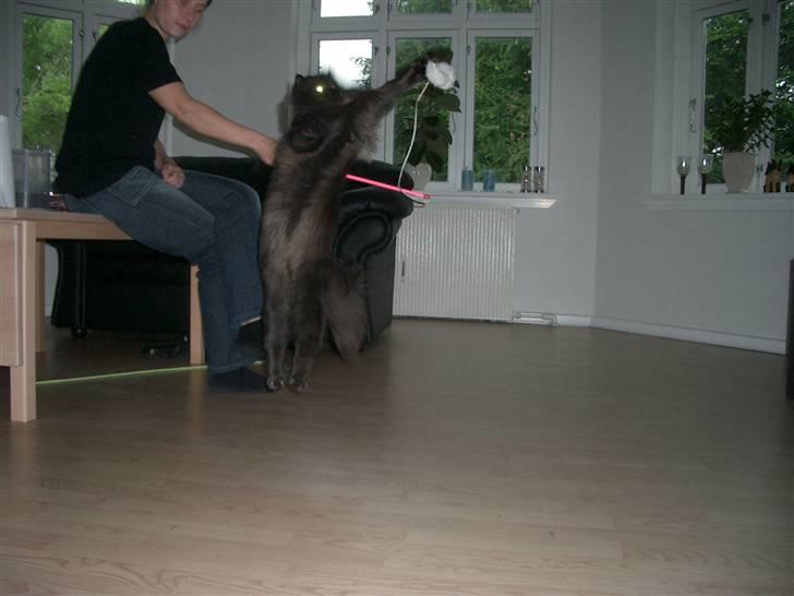 Perser DK Sodono's Felix billede 13