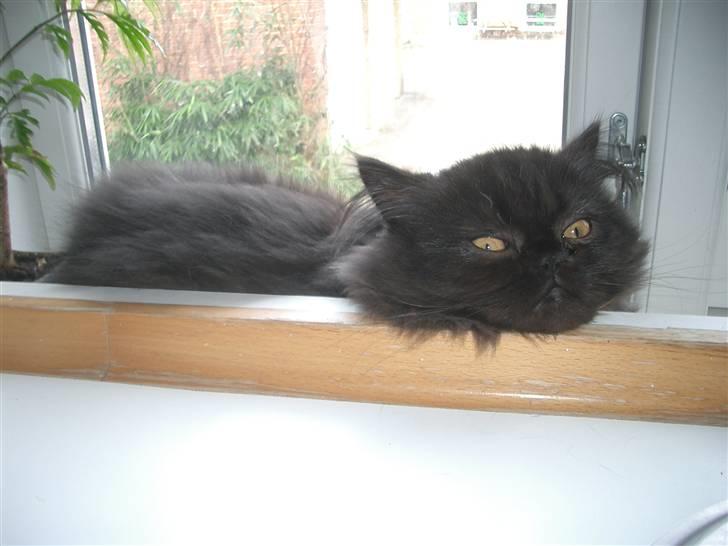 Perser DK Sodono's Felix billede 14