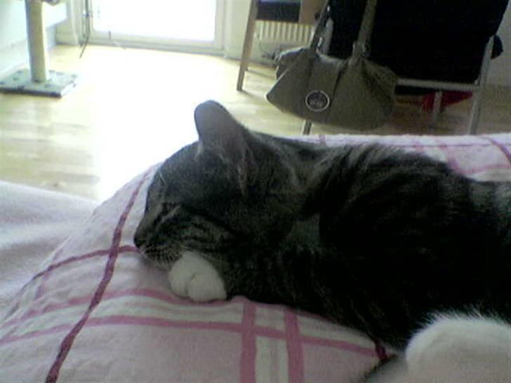 Huskat Bette (R.I.P.) - Her har min veninde og jeg lige fået hende hjem billede 2