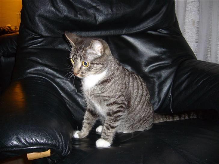 Huskat Bette (R.I.P.) billede 3