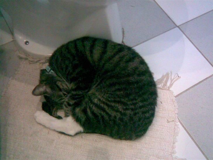 Huskat Bette (R.I.P.) billede 4