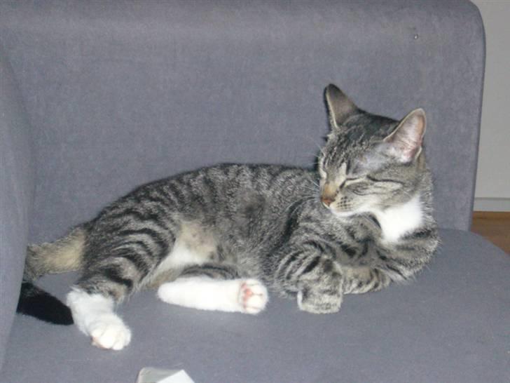 Huskat Bette (R.I.P.) billede 5