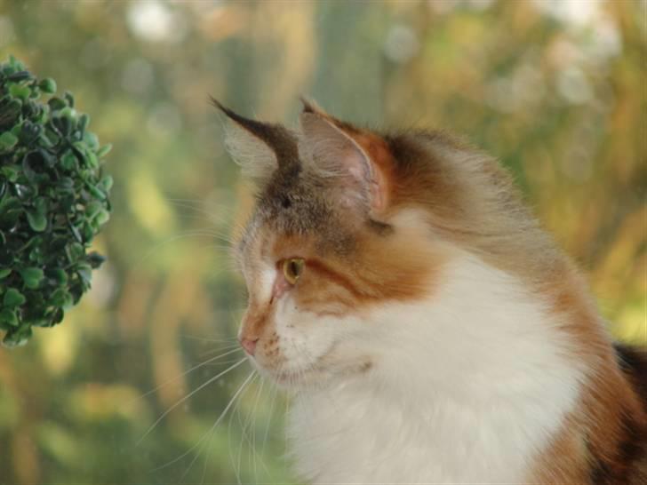 Maine Coon Dream Eagles Fantasy billede 1