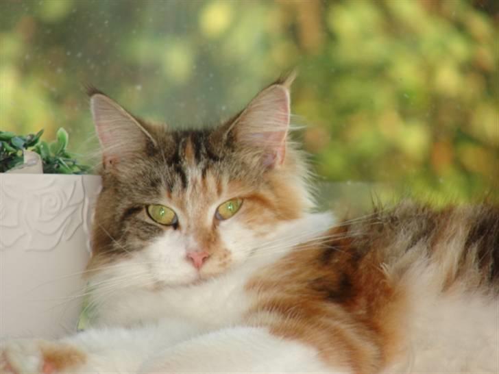 Maine Coon Dream Eagles Fantasy billede 2