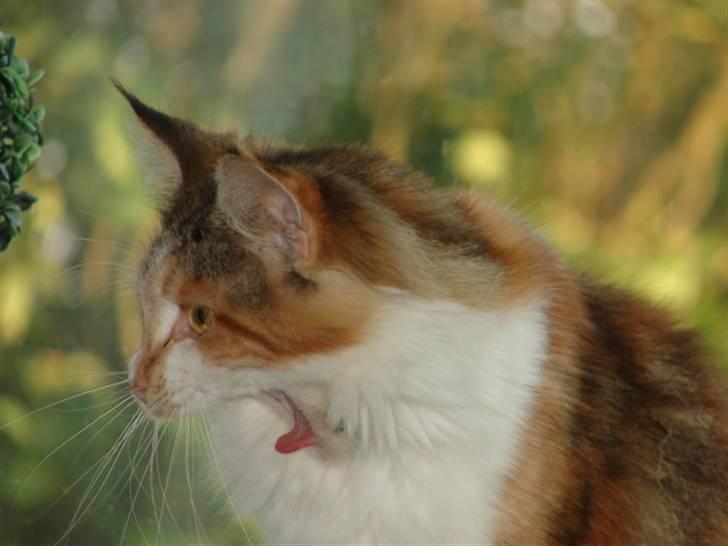 Maine Coon Dream Eagles Fantasy billede 3