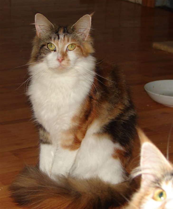 Maine Coon Dream Eagles Fantasy billede 4