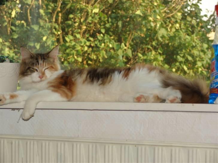 Maine Coon Dream Eagles Fantasy billede 5